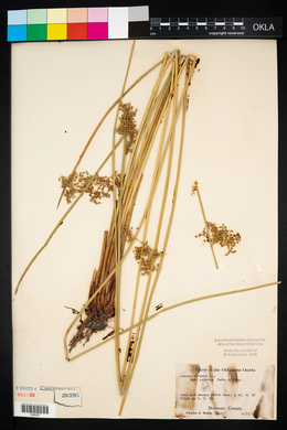 Juncus effusus var. solutus image