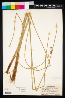 Juncus effusus var. solutus image