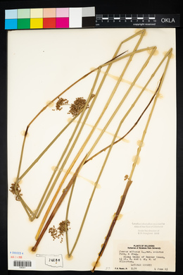 Juncus effusus var. solutus image