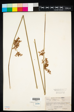 Juncus effusus var. solutus image