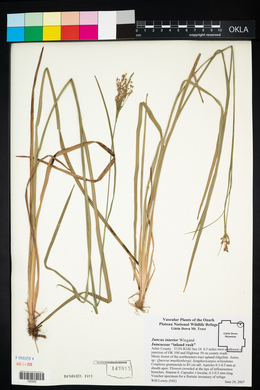 Juncus interior image