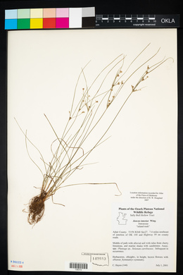 Juncus interior image