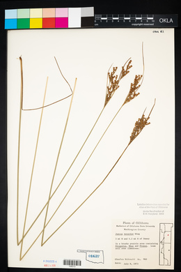 Juncus interior image