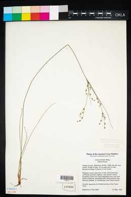 Juncus interior image