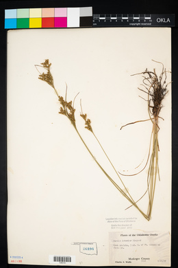 Juncus interior image