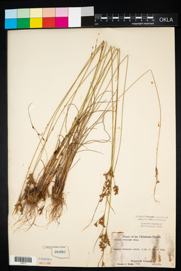 Juncus interior image