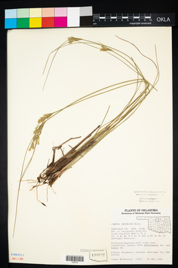 Juncus interior image