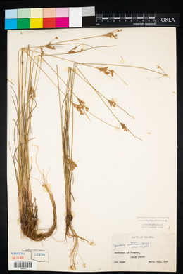 Juncus interior image