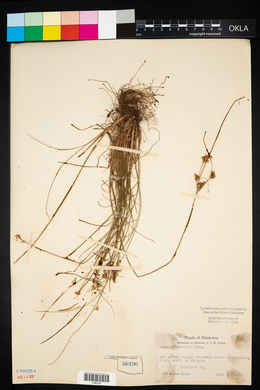 Juncus interior image