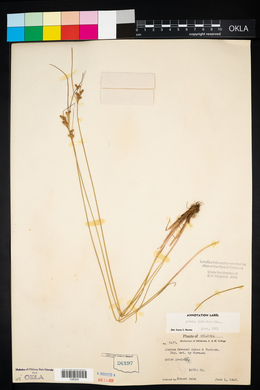 Juncus interior image