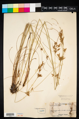 Juncus interior image