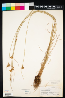 Juncus interior image