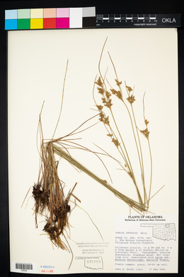 Juncus interior image