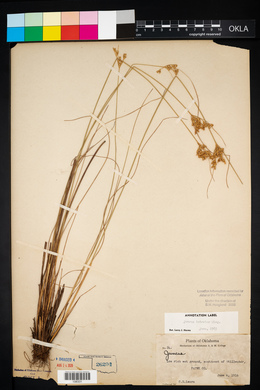 Juncus interior image