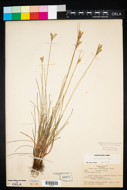 Juncus interior image