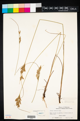 Juncus interior image