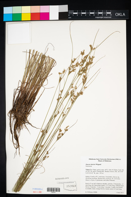 Juncus interior image