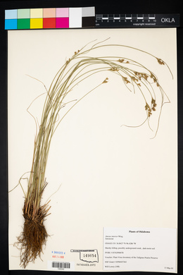 Juncus interior image