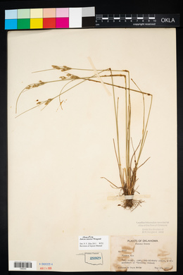 Juncus interior image