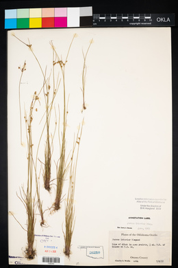 Juncus interior image