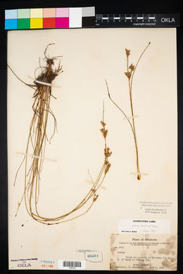 Juncus interior image