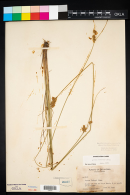 Juncus interior image