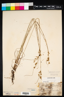 Juncus interior image