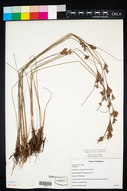 Juncus interior image