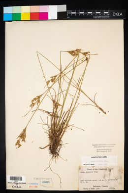 Juncus interior image