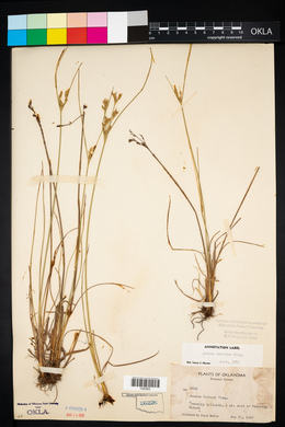 Juncus interior image