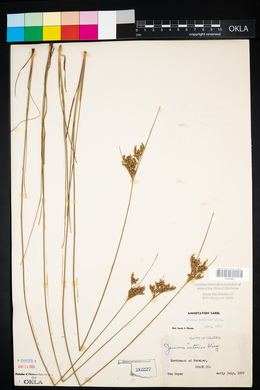 Juncus interior image