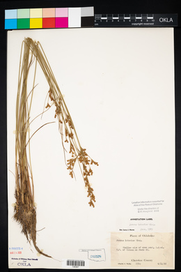 Juncus interior image