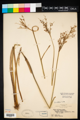 Juncus nodatus image