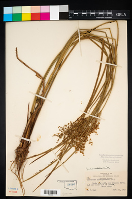 Juncus nodatus image