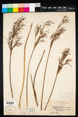 Juncus nodatus image