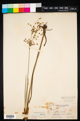 Juncus nodatus image