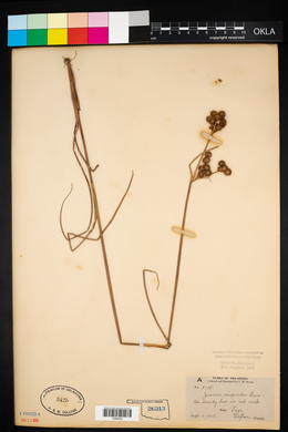 Juncus scirpoides image