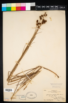 Juncus scirpoides image