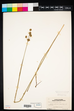 Juncus scirpoides image