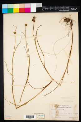 Juncus scirpoides image