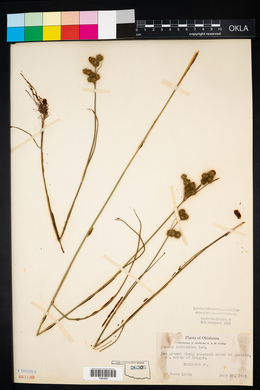 Juncus scirpoides image