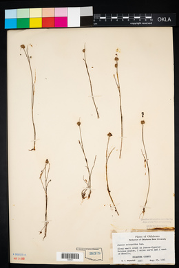 Juncus scirpoides image