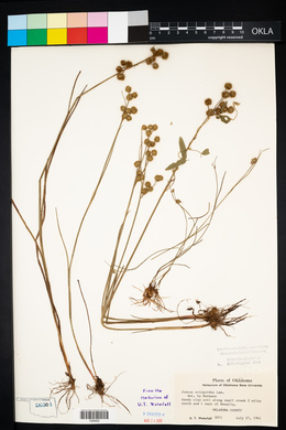 Juncus scirpoides image