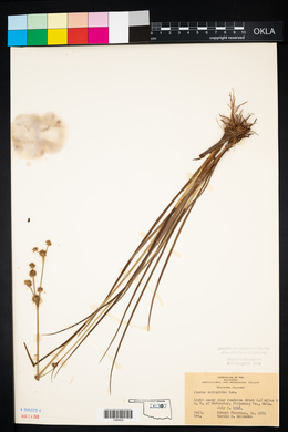 Juncus scirpoides image