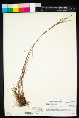 Juncus secundus image