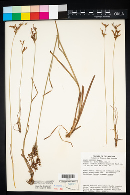 Juncus secundus image