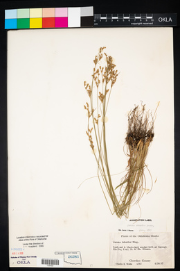 Juncus secundus image