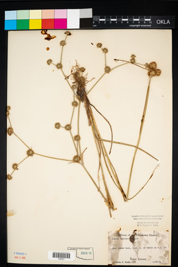 Juncus validus image