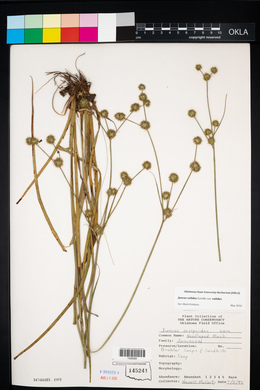 Juncus validus image