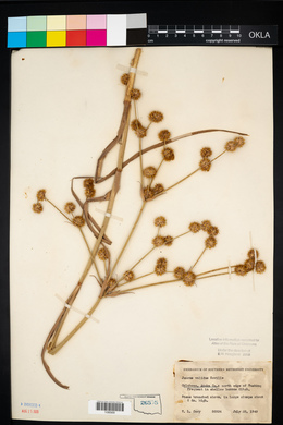 Juncus validus image